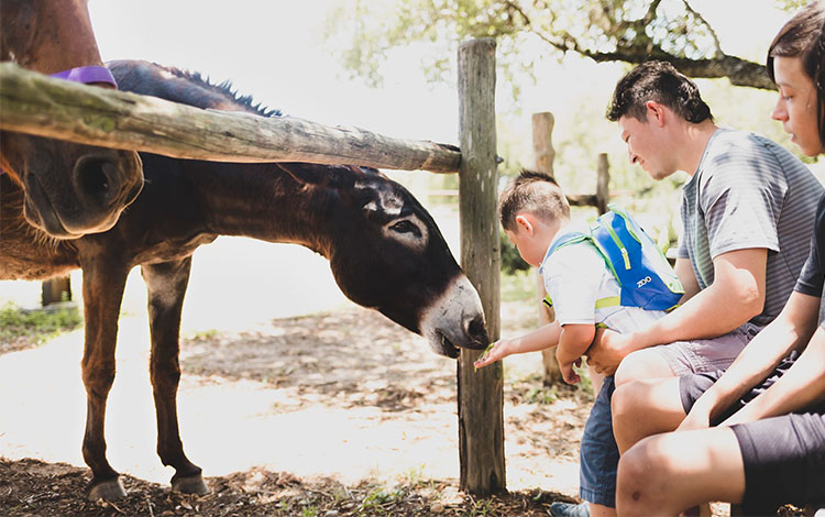 Hombre ayuda a su hijo a alimentar a un burro